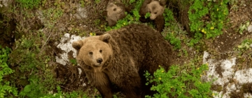 Νέο περιστατικό ζημιών σε μελίσσια από αρκούδα κοντά στην Ελασσόνα