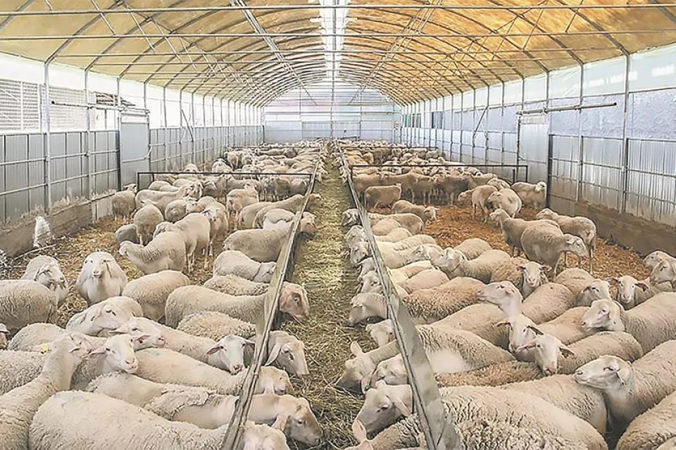 Η Π.Ε. Λάρισας «πρωταθλήτρια» στα κρούσματα ευλογιάς