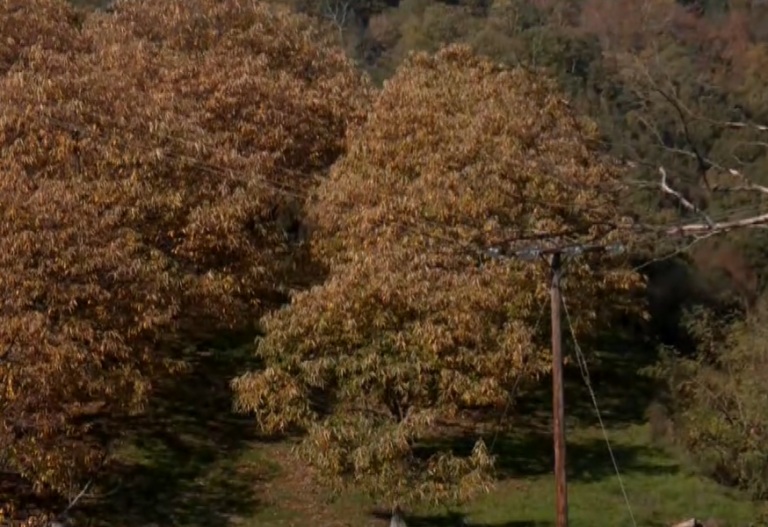 Λάρισα: Η ξηρασία και οι ασθένειες πληγώνουν την καστανοπαραγωγή