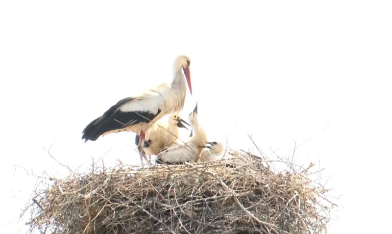 Φεστιβάλ πελαργών στη Γυρτώνη της Λάρισας