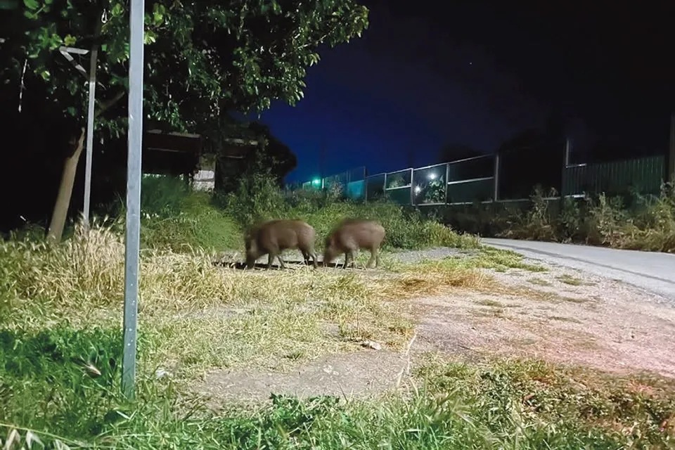 Έφοδος από αγριογούρουνα και αλεπούδες στη Λάρισα