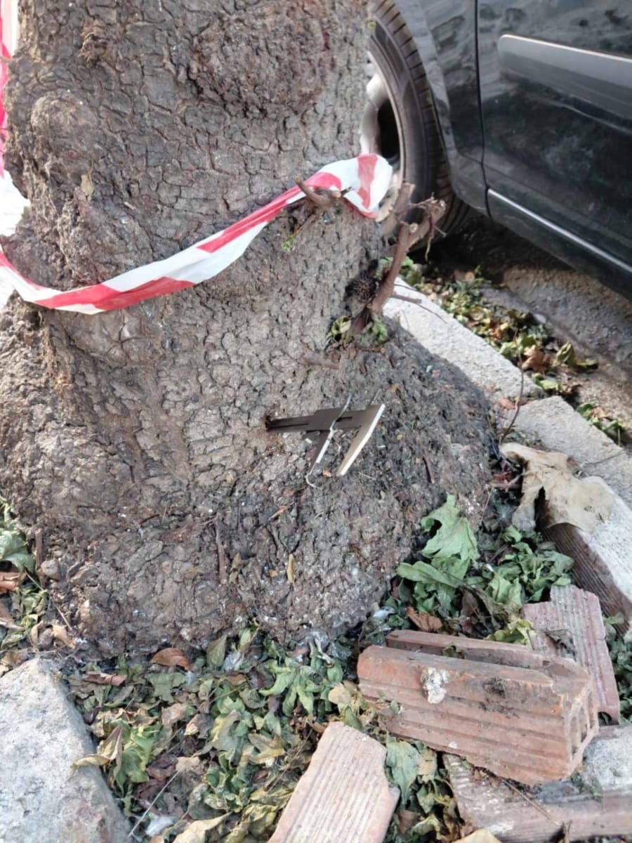 Κατέστρεψαν, με τρυπάνι, δέντρα στην οδό Τσιμισκή